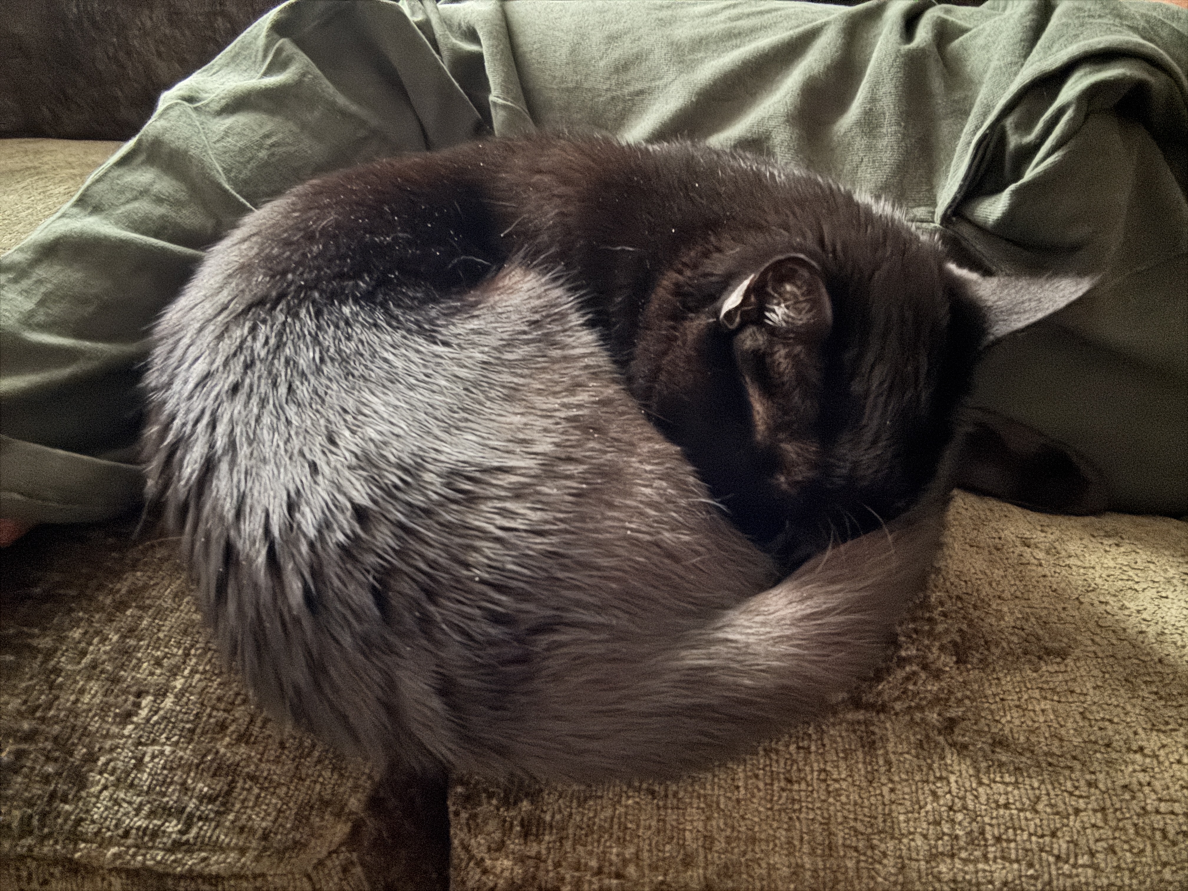 cat-knee